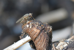 Pherbellia cinerella