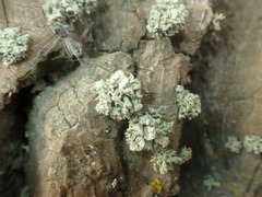 Ramalina baltica