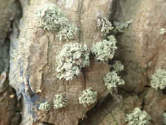 Ramalina baltica