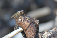 Pherbellia cinerella