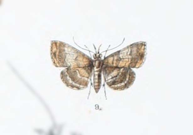 Adrapsa despecta