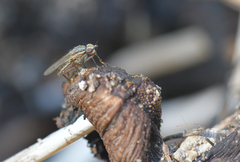 Pherbellia cinerella