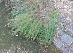 Limbarda crithmoides longifolia