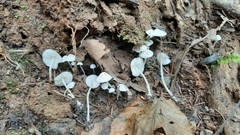 Hemimycena cucullata