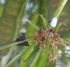 Enchenopa quadricolor