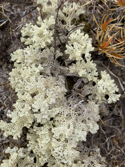 Pulchrocladia ferdinandii