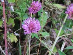 Trifolium pratense