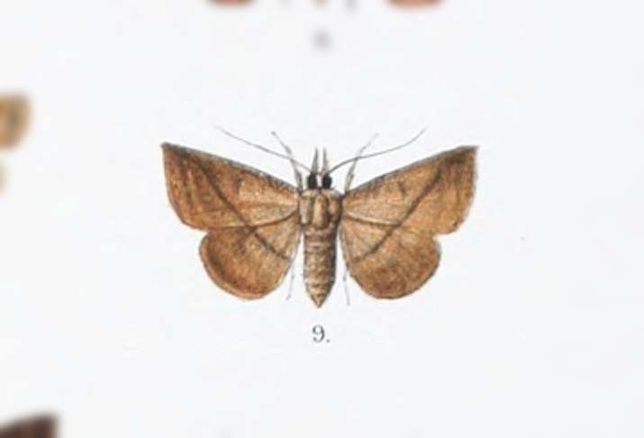 Saroba ceylonica