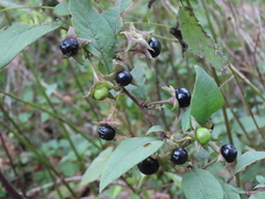 Atropa belladonna