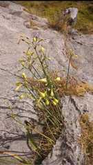 Angiospermae