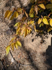 Carpinus orientalis