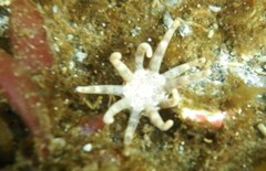 Halcampa decemtentaculata