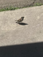 Passer domesticus