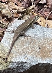 Trachylepis comorensis