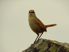 Scelorchilus albicollis