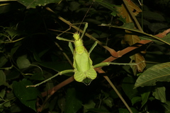 Heteropteryx dilatata