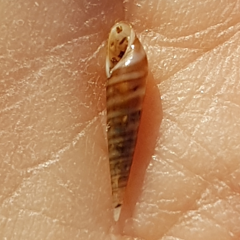 Eulima glabra