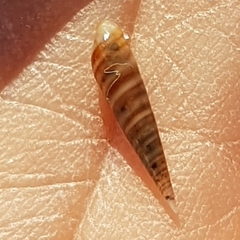 Eulima glabra