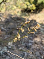 Stachys angustifolia