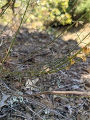 Stachys angustifolia