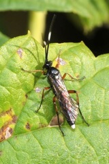Vulgichneumon saturatorius