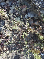 Corispermum hyssopifolium