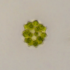 Coelastrum proboscideum