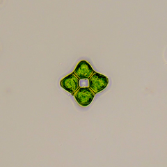 Coelastrum proboscideum