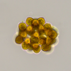 Coelastrum proboscideum