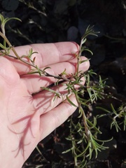 Corispermum hyssopifolium