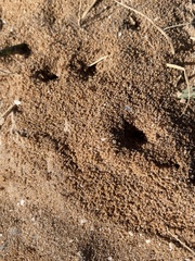 Solenopsis xyloni