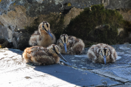 Foto de Eurasian Woodcock
