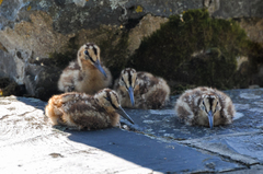 Eurasian Woodcock photo 6
