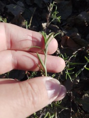 Corispermum hyssopifolium