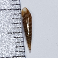 Eulima glabra