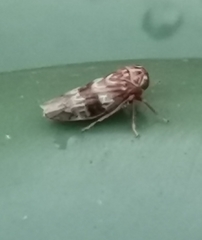 Tremulicerus tremulae