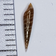 Eulima glabra