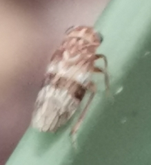 Tremulicerus tremulae