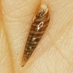 Eulima glabra