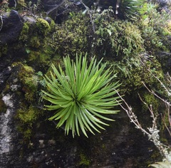 Agave gracielae