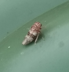 Tremulicerus tremulae