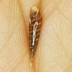 Eulima glabra
