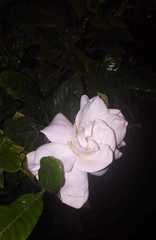 Magnoliopsida