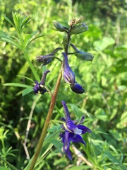 Delphinium bakeri