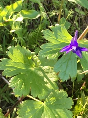 Delphinium bakeri