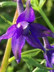 Delphinium bakeri