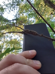 Pseudoneuroterus macropterus