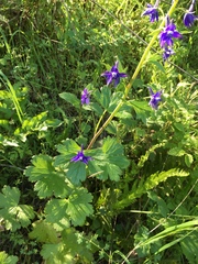 Delphinium bakeri