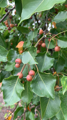 Pyrus calleryana