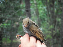 Catharus aurantiirostris